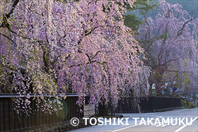 角館の桜