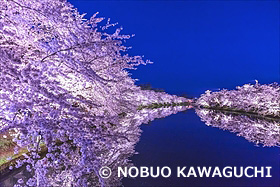 弘前公園の桜