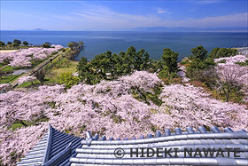 豊公園の桜