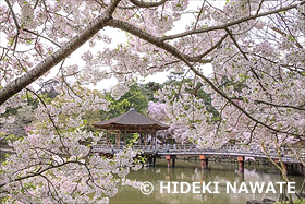 奈良公園の浮見堂