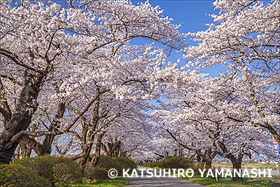 北上展勝地の桜並木