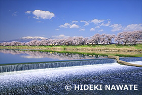 白石川堤一目千本桜