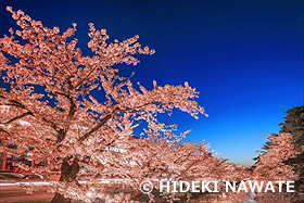 弘前公園の夜桜