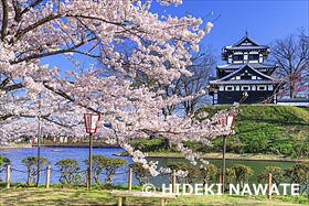 高田城と桜