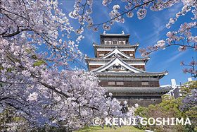 桜咲き誇る広島城