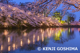 高田公園夜桜