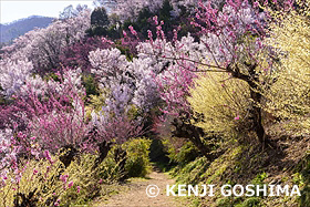 春爛漫の花見山