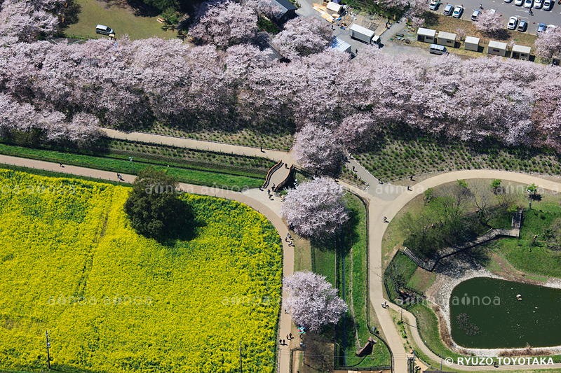 権現堂桜堤　　埼玉県　4月