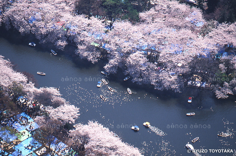 井の頭公園　東京都　4月