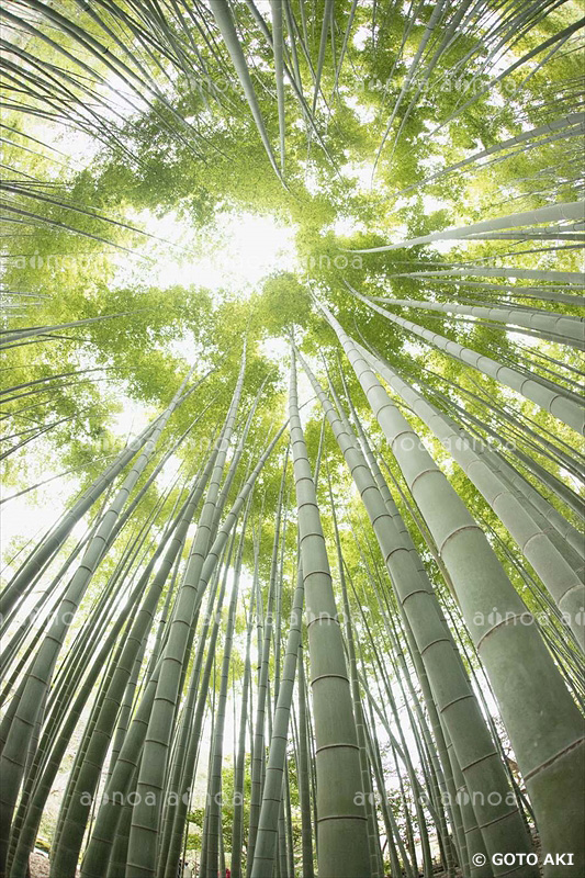 報国寺　竹林　神奈川県