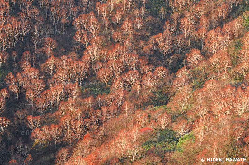 晩秋の白神山地　秋田県