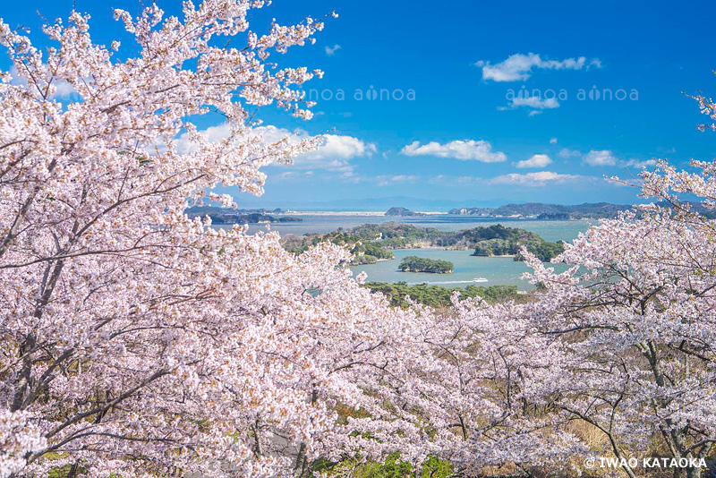 桜の松島海岸　宮城県