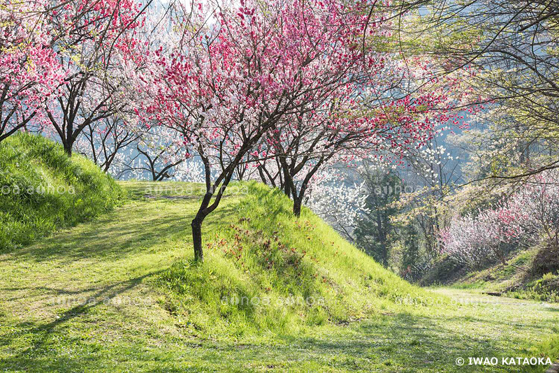 花桃の里　月川温泉　長野県