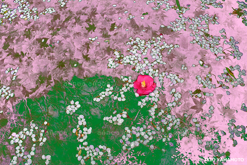 落椿に桜　京都府