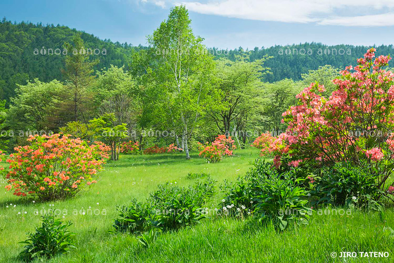 チャツボミゴケ公園　群馬県