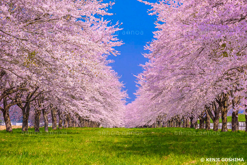 水沢競馬場桜並木　岩手県