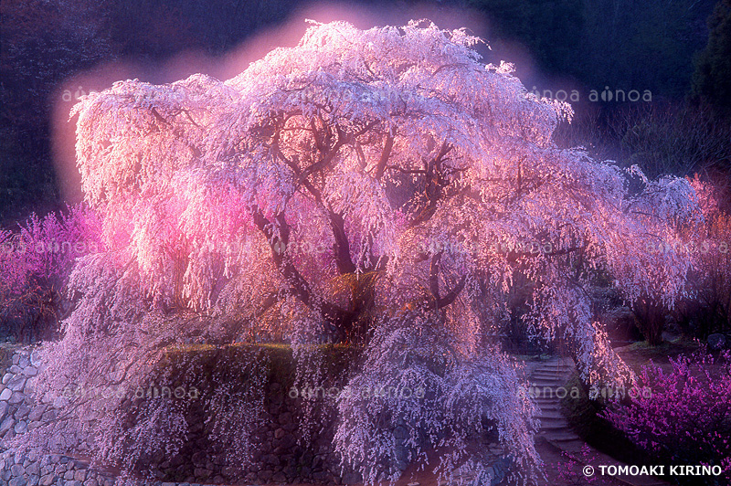 又兵衛桜　奈良県