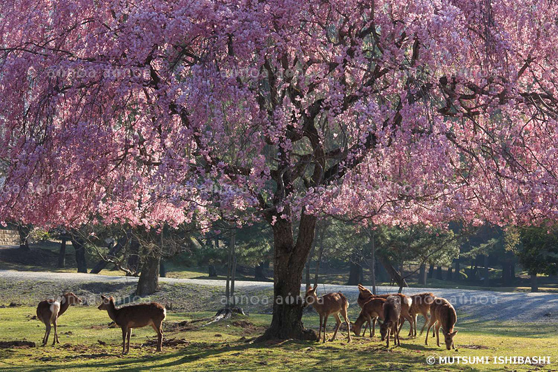 奈良公園　奈良県