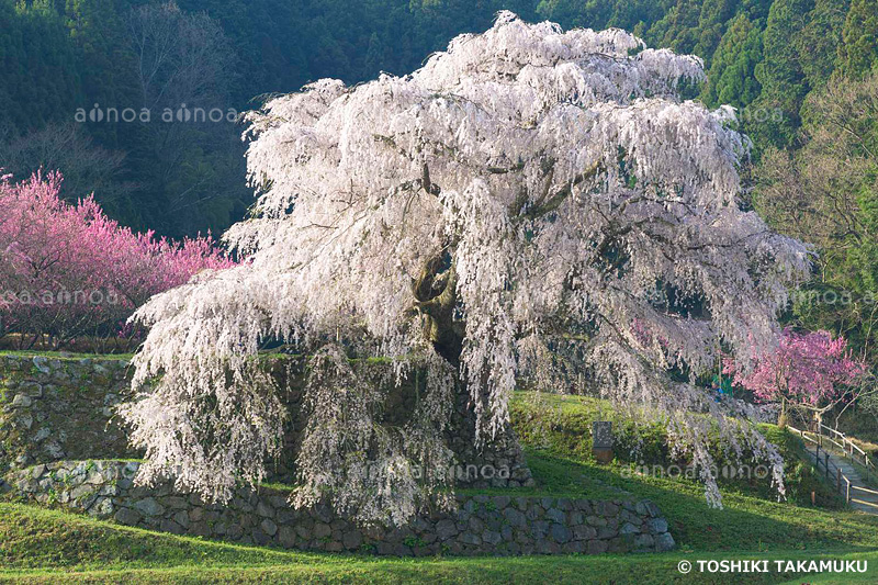 又兵衛桜