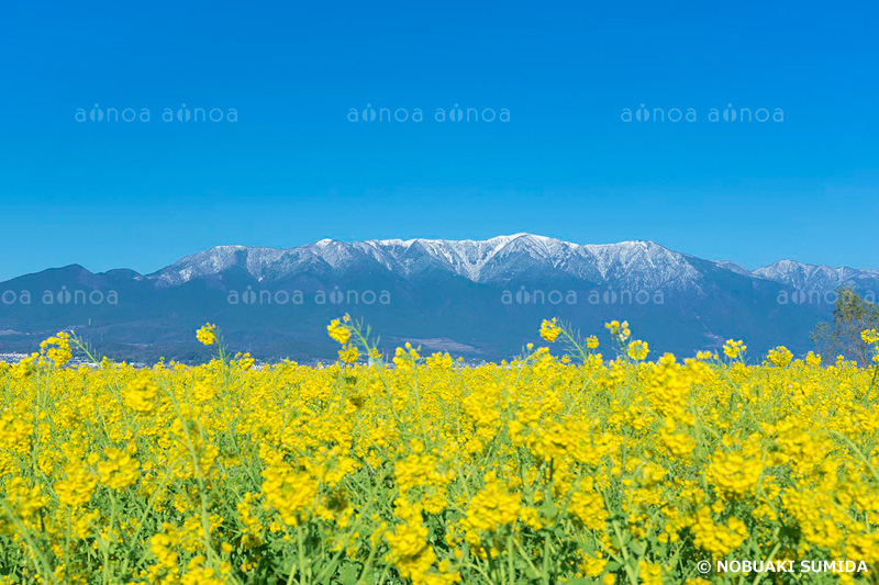 比良山　ナノハナ　滋賀県