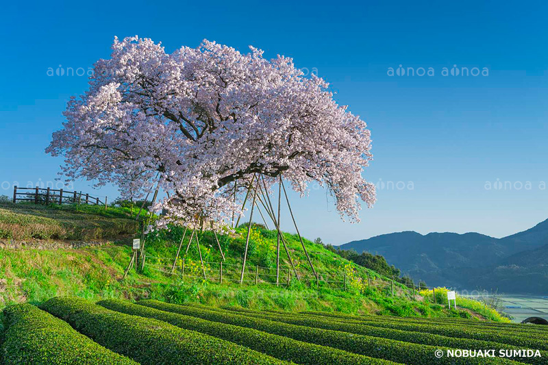 百年桜と茶畑　佐賀県