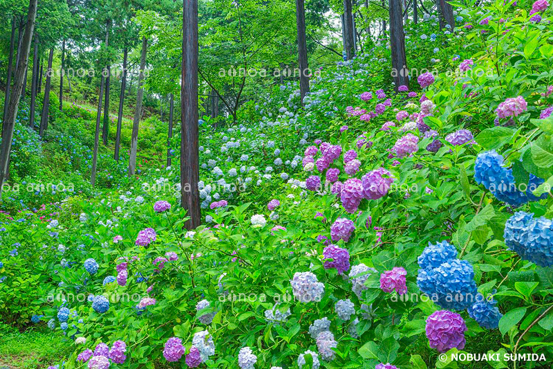 救馬渓観音　アジサイ　和歌山県