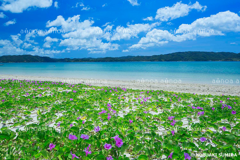 奄美大島　ハマヒルガオ　鹿児島県