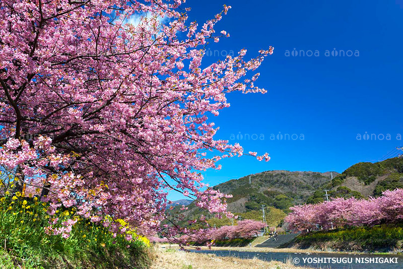 河津桜　静岡県