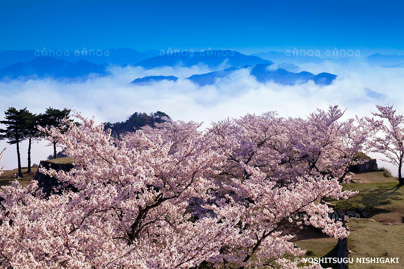 桜　竹田城跡　兵庫県