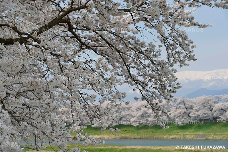 白石川堤一目千本桜　宮城県