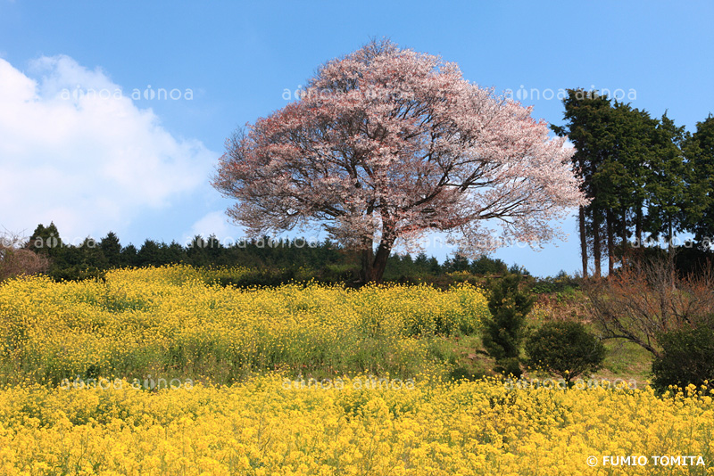 馬場の山桜　佐賀県