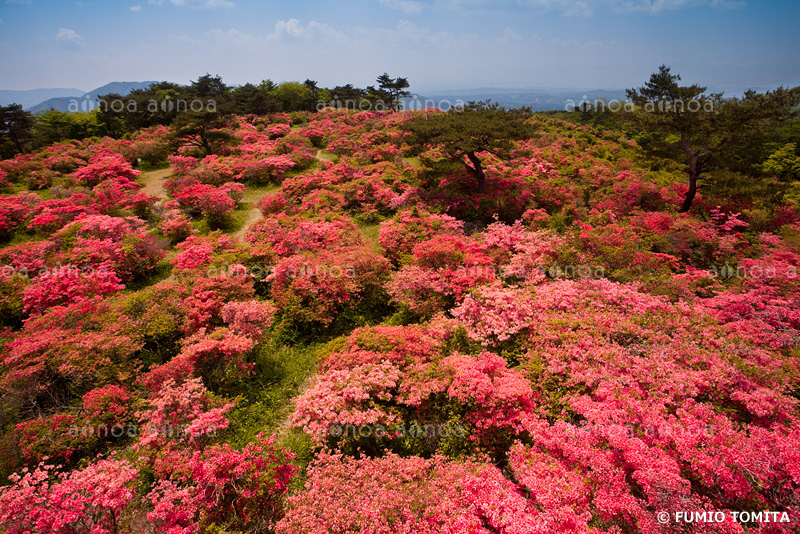 高柴山のツツジ　福島県