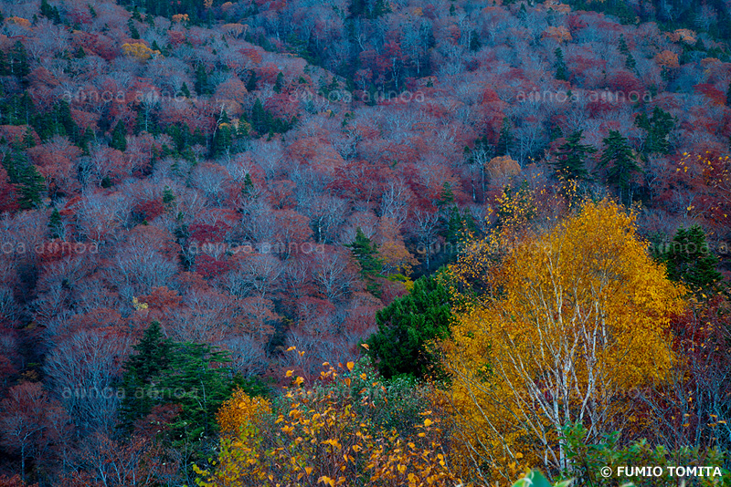 白布峠　山形県