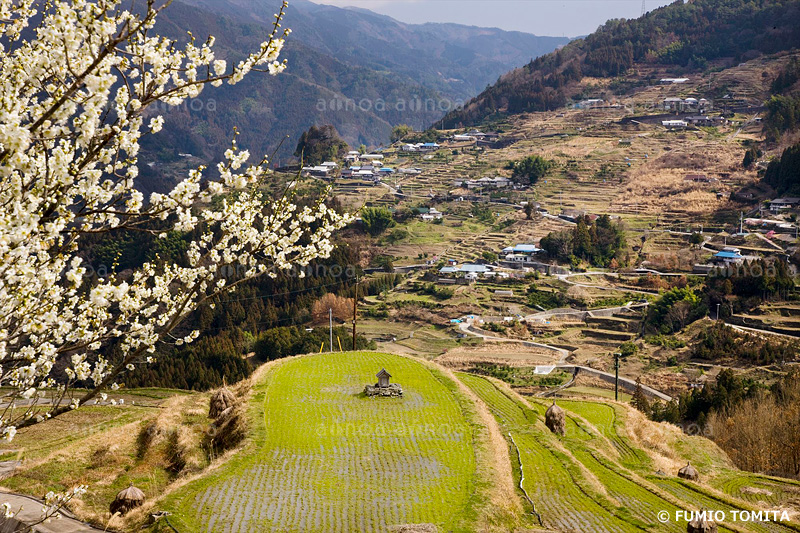 梅の花咲く八畝の棚田　高知県