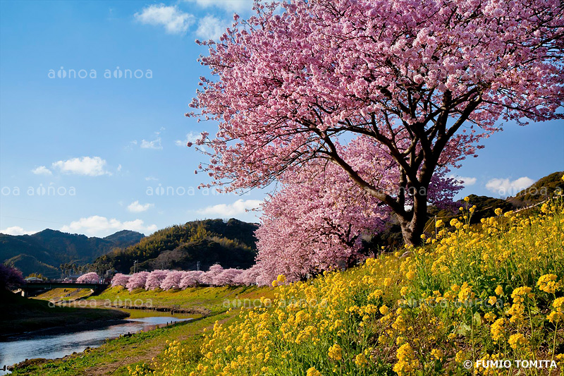 みなみの桜と菜の花　静岡県