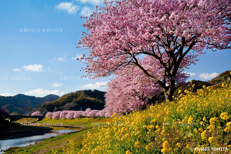 みなみの桜と菜の花　静岡県
