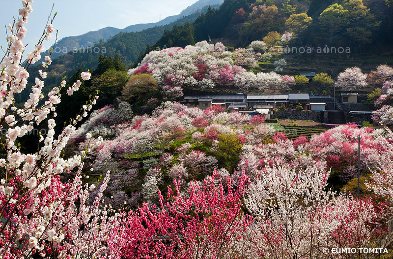 上久喜の花桃　高知県