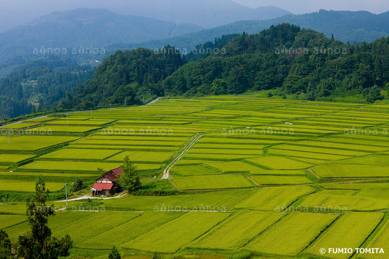 夏の椹平（くぬぎだいら）の棚田　山形県