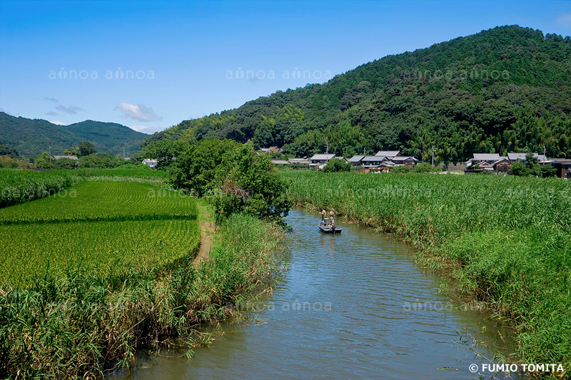 夏の近江八幡水郷　滋賀県