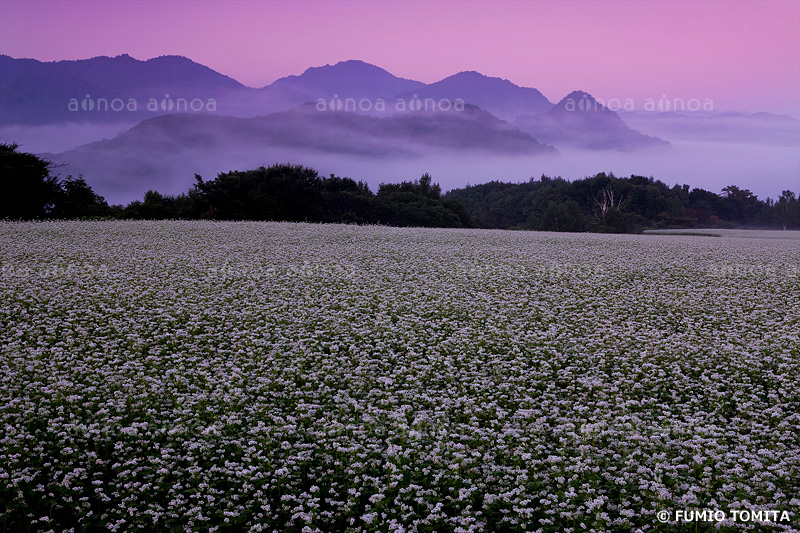 朝焼けのたかつえ高原　そばの花畑　福島県