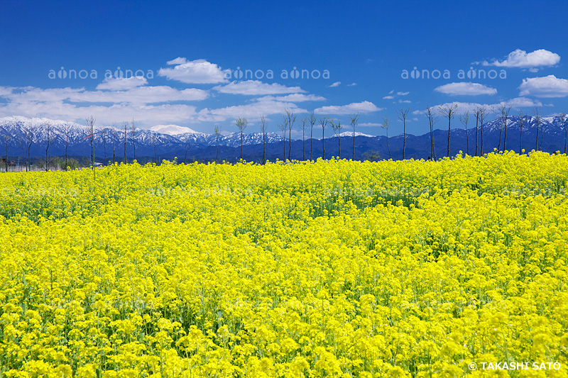 福島潟　新潟県