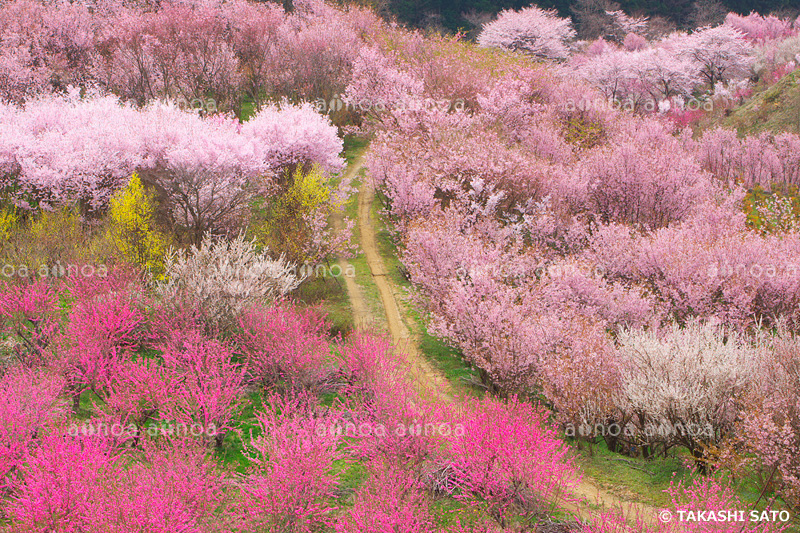 花見山　福島県