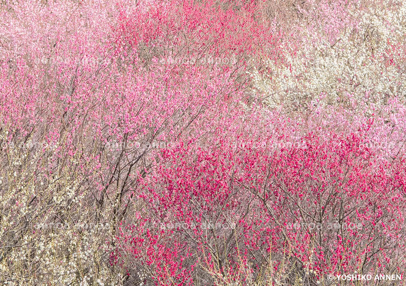 梅林　三重県