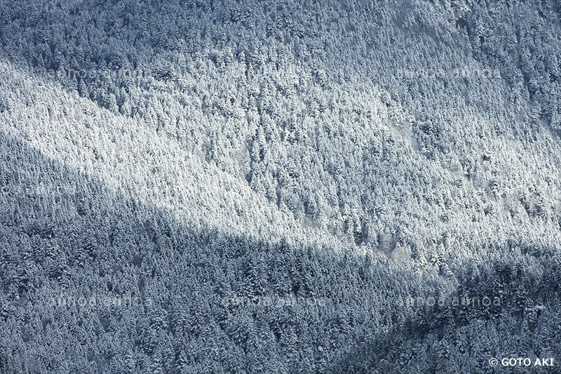 スギ　北海道　11月