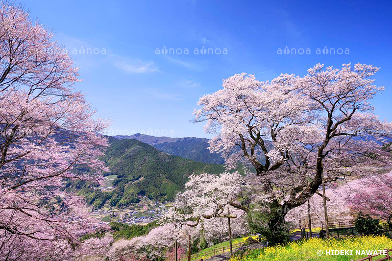 ひょうたん桜と菜の花　高知県　3月