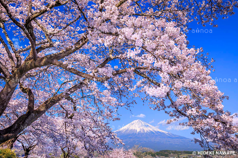 興徳寺の桜と富士山　静岡県　4月