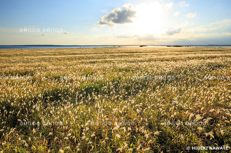 野付半島のススキ　北海道　10月