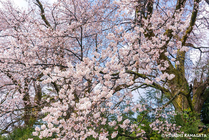 桜　新潟県　4月