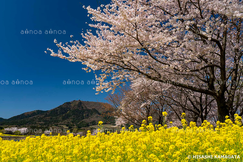 桜　ナノハナ　上堰潟公園　新潟県　4月