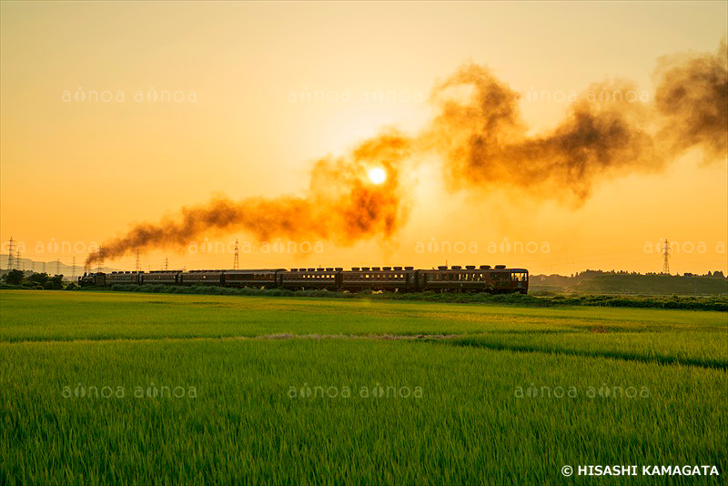 ばんえつ物語　C57SL蒸気機関車　磐越西線　田んぼ　夕日　新潟県　8月